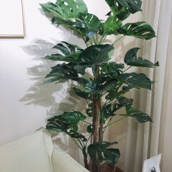 -尔素·半永久纹眉·野生眉