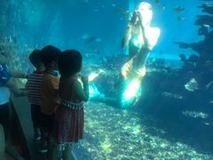 -海棠湾洲际-涛·海底餐厅·美人鱼·自助餐·海底隧道