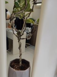 -重庆宝丽医疗美容