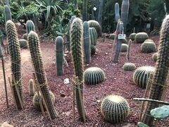 -呀路古热带植物园