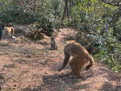 -重庆雨台山风景区