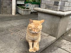 -科巷菜场
