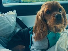 -利又安动物医院··老年病·猫科犬科·中兽医