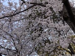 -高东镇樱花园