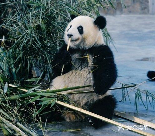 熊猫基地游玩攻略～可爱的大熊猫🐼