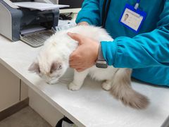 -中农国际动物医院24小时·猫科·骨科·急重症中心