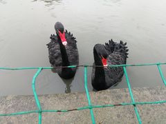 -鹅湖玫瑰文化园