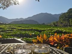 -龙坞茶村