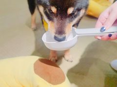 -逗柴咖啡屋·狗咖猫咖宠物桌游