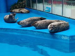 -海合安成都极地海洋公园