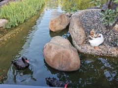 -西双版纳洲际度假酒店-海鲜傣味烧烤·侬香全日制餐厅