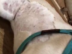 -Pets First伊珊娜洗护·精致美容·家庭式寄养(新会路店)
