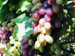 -上海龙吴水胜海发市场