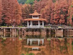 -深圳仙湖植物园