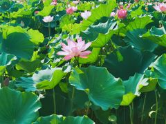 -莲花池公园