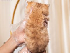 -小猫来了·猫舍(红山六九七九店)