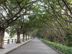 -大湾区中央湿地公园
