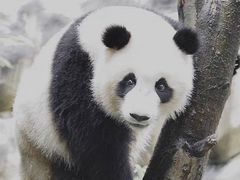 -都江堰中华大熊猫苑