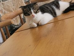 -平行世界·猫咖(首经贸店)
