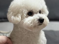 -唐小姐の猫狗洗护·购宠旗舰店(周浦万达店)