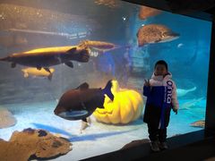 -烟台海昌鲸鲨海洋公园