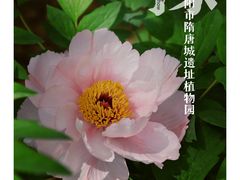 -洛阳市隋唐城遗址植物园