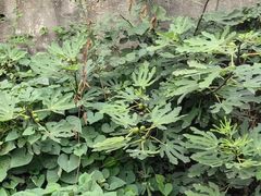 -姥家大锅台水库渔家
