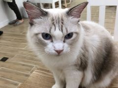 -李小姐の猫咖啡馆(五角场店)