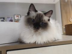 -藏猫猫咖啡主题馆(中央大道店)