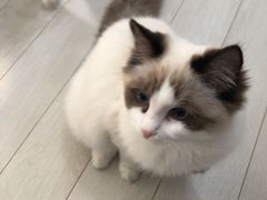 -喵的天空名猫咖啡馆·撸猫·猫舍·用品