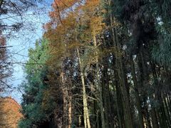 -山王坪喀斯特国家生态公园