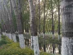 -东郊湿地公园