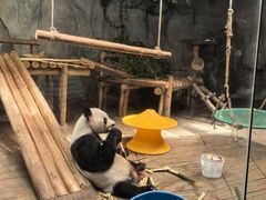 -深圳野生动物园