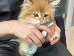 -福懋动物医院·犬猫全科·外科·重症科(杏林分院)