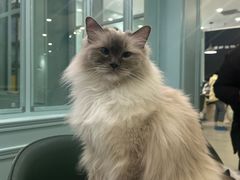 -安格丽娜·狗咖·猫咖羊驼咖(春熙路百盛商场店)