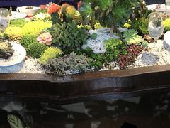 -石家庄市植物园