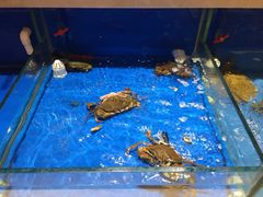 -姜君·千岛湖鱼头馆(浦东大道店)