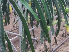 -上海多利农业发展有限公司