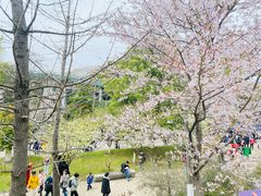 -武汉大学-樱园