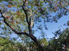 -华侨城湿地公园