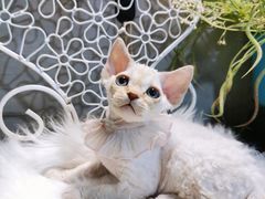 -70cat德文卷毛猫·缅因猫纯种猫舍