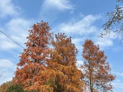 -青龙山国家森林公园