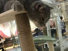 -喵园·猫主题咖啡厅·撸猫·猫咖(国贸店)