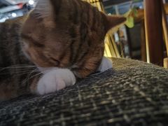 -咖法森林·咖啡  酒吧(天河店)