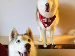 -Husky Go! 哈士奇体验馆·宠物咖啡厅狗咖