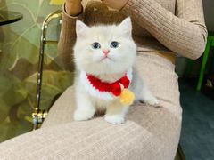 -欣宠猫屋·矮脚拿破仑·蓝金金渐层