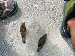 -Fergbaker(皇后镇店)