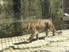 -贵州森林野生动物园