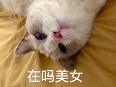-momokira米努特·德文卷毛猫·棉花面纱犬