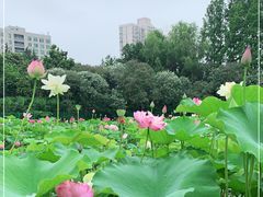 -黄兴公园